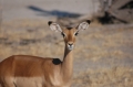 M impala--such a beautiful face